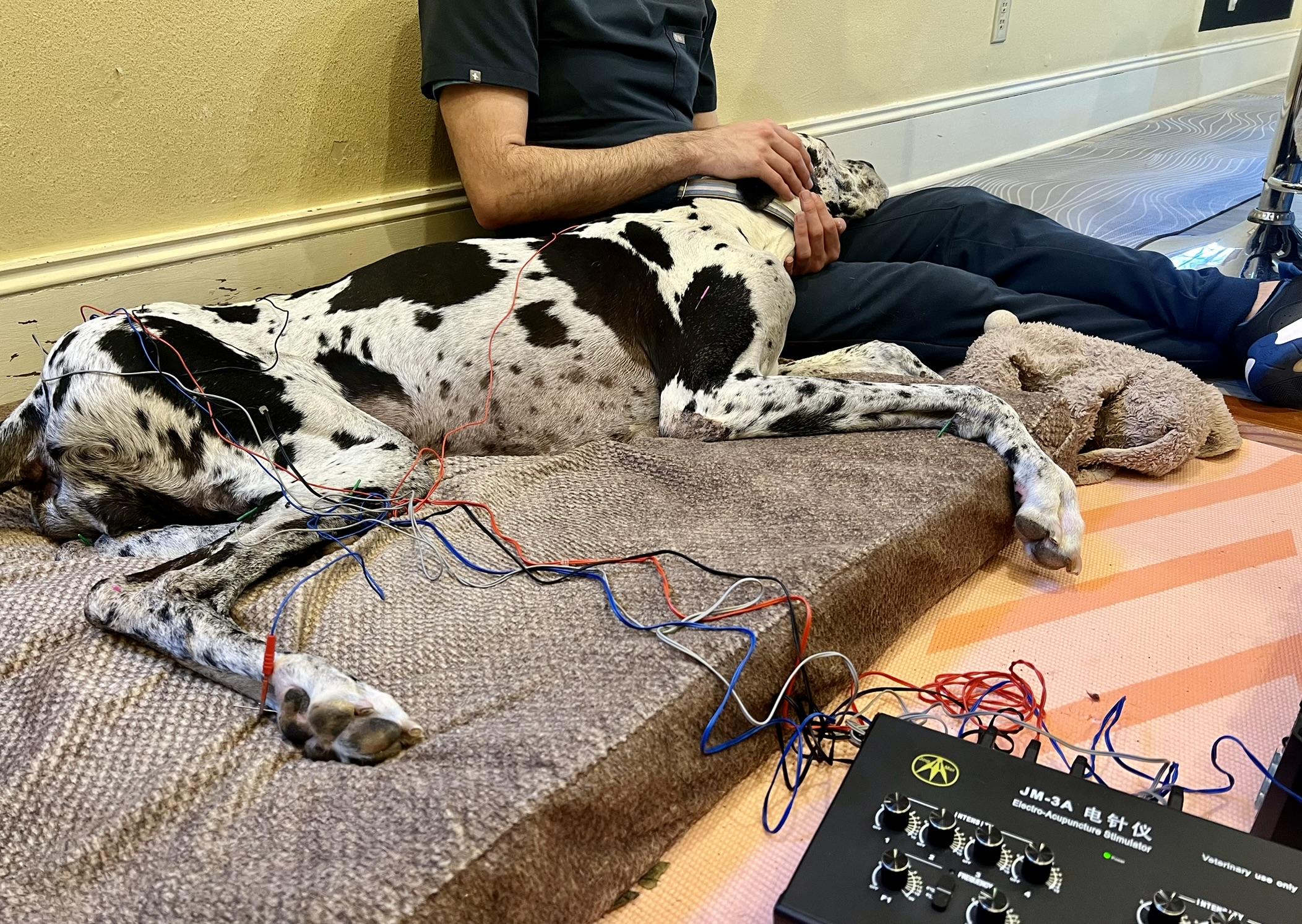 Traditional Chinese Veterinary Medicine