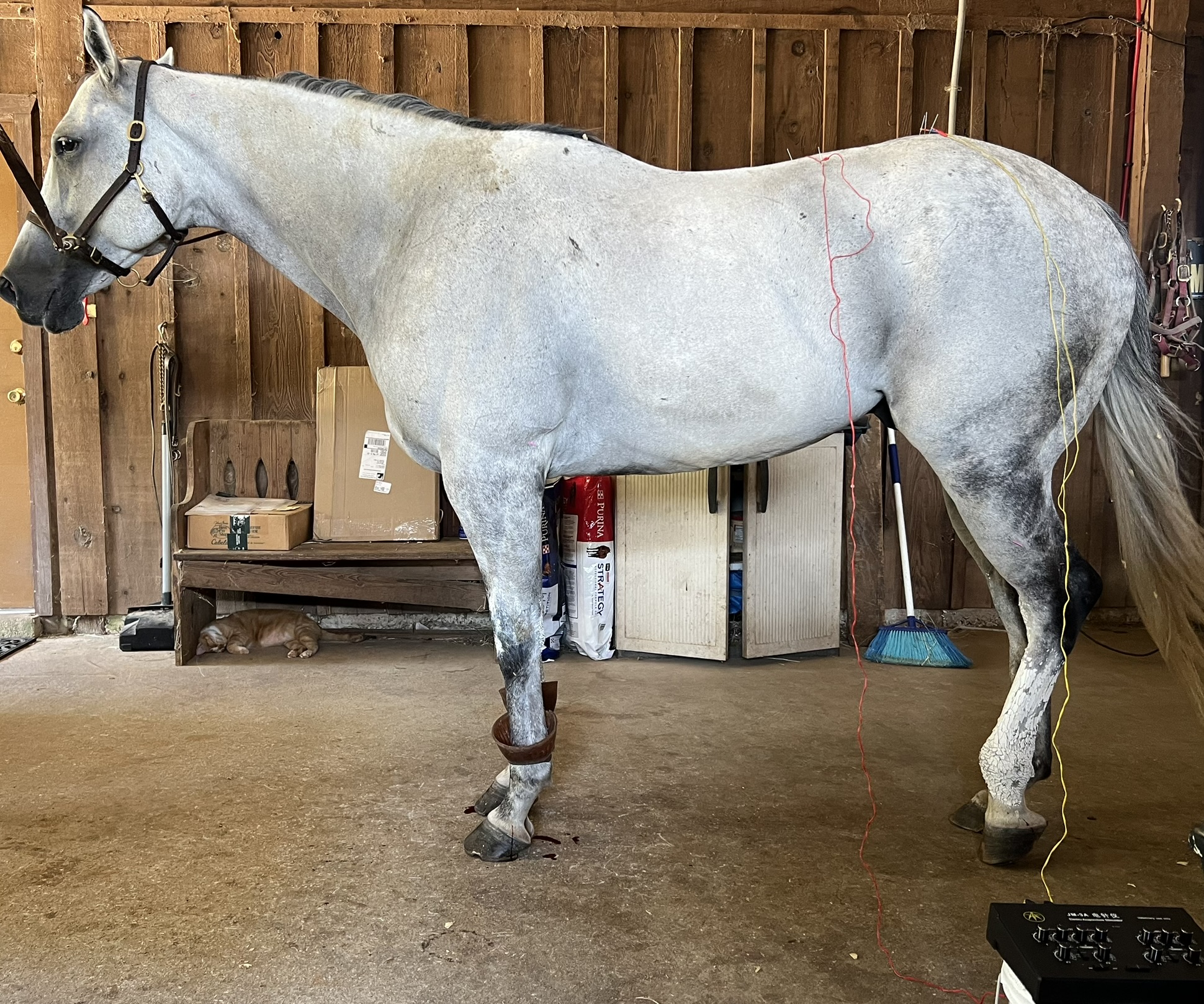 Veterinary acupuncture treatment